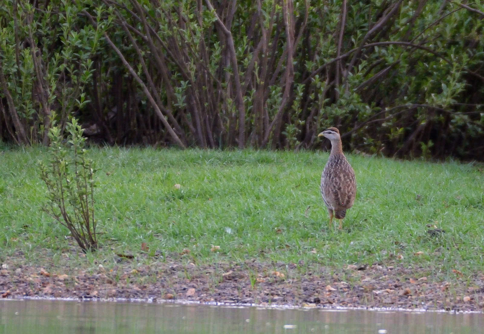image Double-spurred Spurfowl